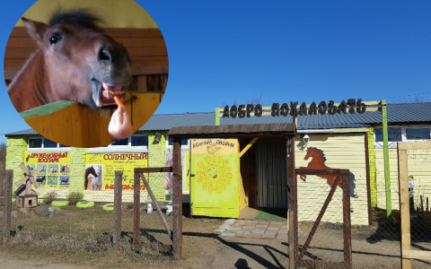 «Животным нечего есть»: популярная ярославская конюшня просит о помощи