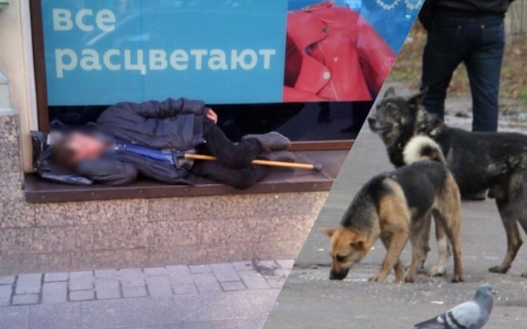 "Рыдали все": о трогательной дружбе бомжа и бездомной собаки рассказали рыбинские волонтеры