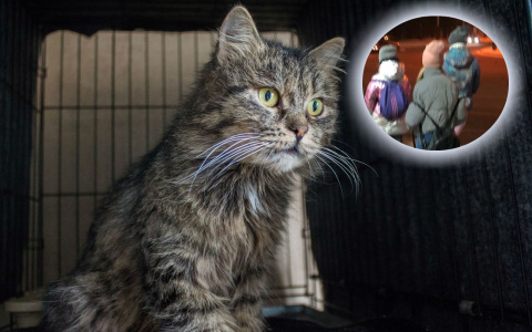 «Он напал на маленькую девочку»: кот-герой спас ребенка под Ярославлем