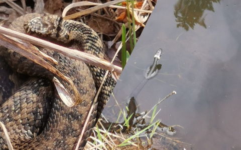 Голова показалась из воды: в Ярославле началось нашествие змей. Кадры