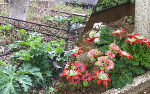 Окружил мертвецов: ядовитые джунгли нашли в Ярославле