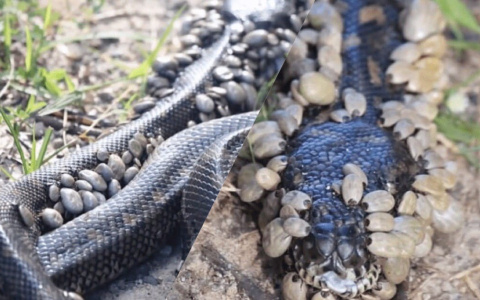 Голова показалась из-под камней: сообщают, где видели опасных змей в Ярославле