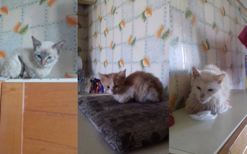 "Вместо котов-живые скелеты": волонтеры вырвали животных из лап живодеров