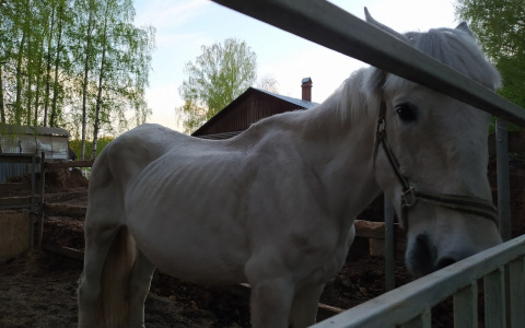 Торчат страшные ребра: спасти лошадей в пандемию просят ярославцы