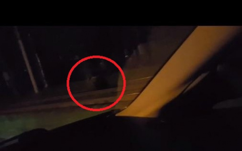 "Ему сначала не поверили": о нападении медведя на человека сообщают ярославцы