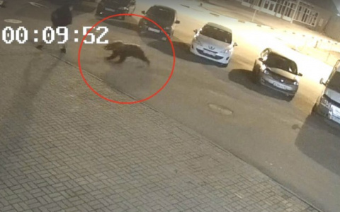 "15 часов не уходил из города" : как убили медведя, напавшего на ярославца