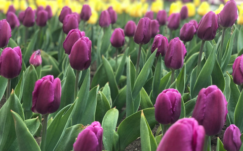 Каким подарком удивить свою девушку