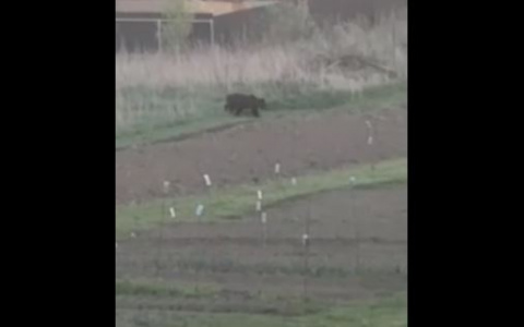 "Сейчас он придет к нам": дикий медведь снова вышел к домам ярославцев. Видео