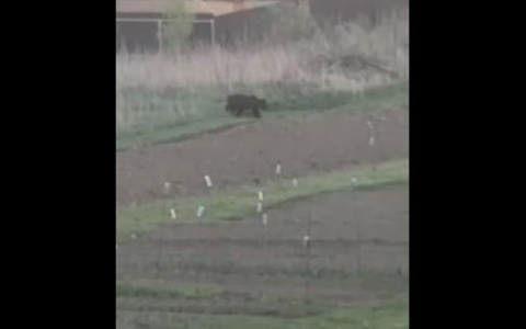 Боялись выйти из дома: рассказали, почему медведь вышел к людям под Ярославлем