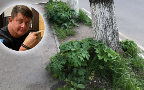 Теперь заброшен: любимый проспект экс-мэра Ярославля зарос ядовитым растением