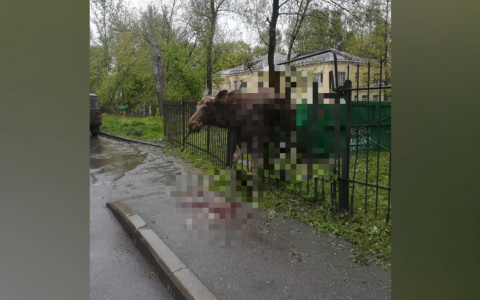 ЧП в детском саду: дикий лось повис на остром заборе в Ярославле
