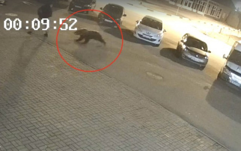 Прокусил ногу насквозь : кровь убитого медведя проверят второй раз