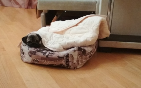 Будет ниже 10 градусов: июнь начнется с холодов в Ярославле