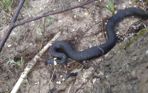 «Не заметили, как обвила удочку»: рыбаки о встрече со змеей в Ярославле