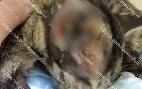 Отвалилось ухо: через ярославского кота пошел электрический ток