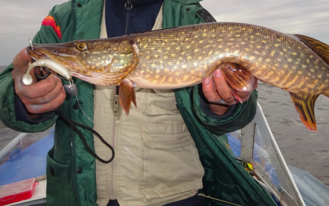 Метровые щуки и гигантские караси: ярославские рыбаки раскрыли секреты хорошего улова