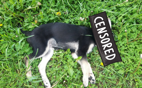 Кидали прямо из окна: страшное зверство случилось в Ярославле