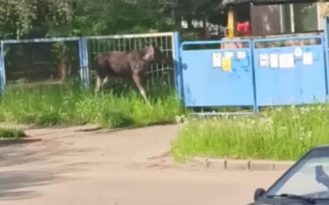 Мечется от страха: сохатый снова забрел в ярославский двор. Видео