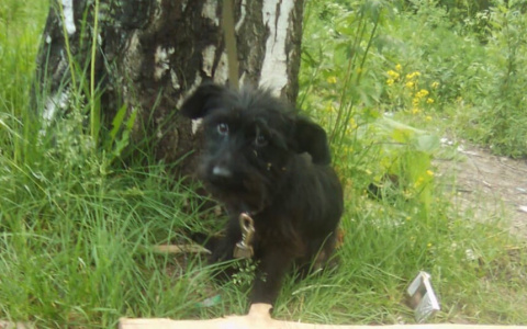 "Нет копеек на корм и воду?": щенка привязали к дереву и оставили умирать в Ярославле