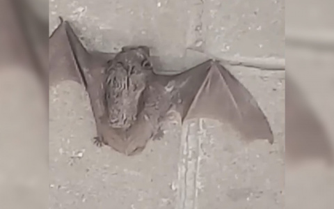 «Подсуньте под неё палку»: ярославцы просят спасти летучую мышь
