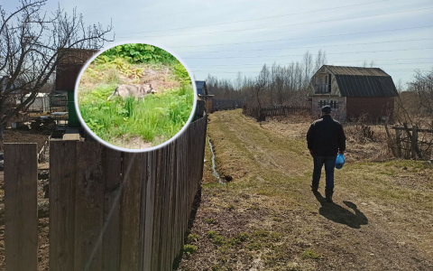 "Зверьё предчувствует нехорошее": вышедший из леса волк напугал ярославцев