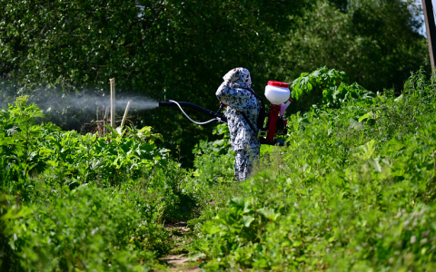 "Не борются, только штрафуют": на ядовитые растения жалуются ярославцы