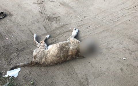 «Перестала дышать, пока вызывал скорую»: откровения ярославца о жестоком убийстве собаки