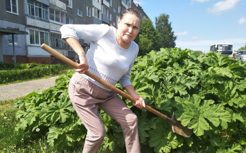 "Семена подкидывают специально": на заросли ядовитого борщевика жалуются ярославцы