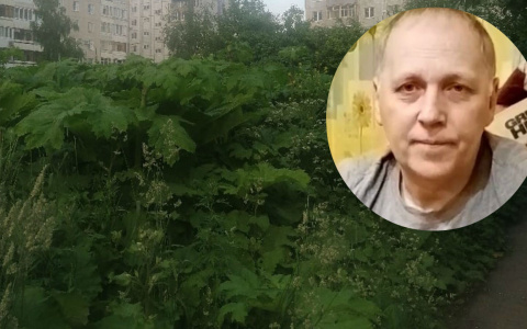 «Косить уже поздно»: ярославцы пристыдили власти из-за плантации борщевика около школы