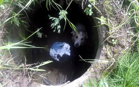 Дикий вой со дна колодца: кого нашли в заброшенной канализации в Ярославле