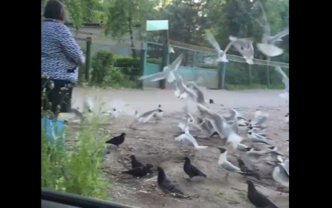 "Чайка напала на ребенка": ярославцы затравили"бешеную голубятницу"