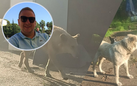 "Рвут кошек и нападают": о своре диких псов рассказал ярославец