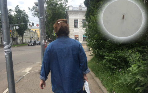 Заявление ВОЗ: передают ли ковид мухи и комары