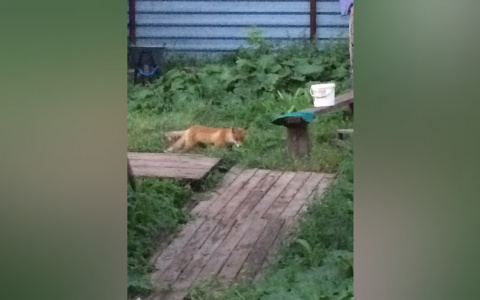 Около школы дикая лиса покусала пятерых ярославцев