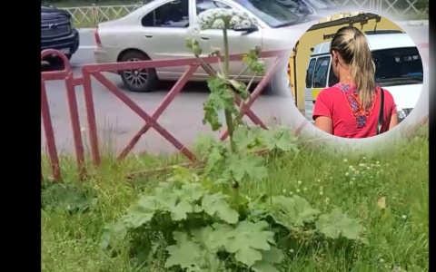 У Ярославской области забрали деньги на борьбу с борщевиком, подробности