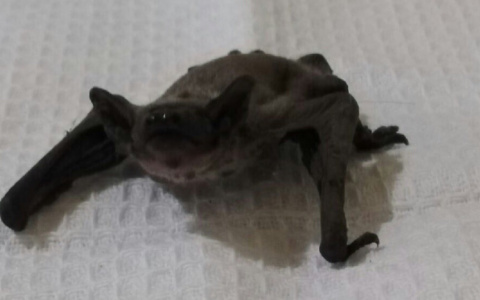 "Что это за мутант?": необычного зверя нашли под Ярославлем