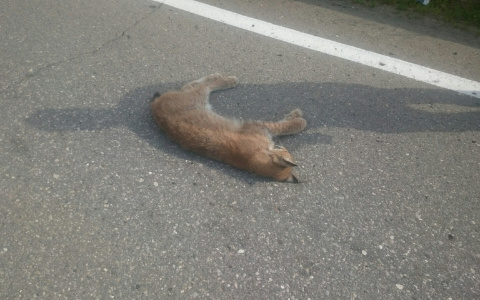 «Одним ударом могла распороть брюхо»: дикую рысь сбили под Ярославлем