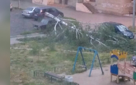 «На девушку рухнула огромная ветка тополя»: аварийные службы устраняют последствия шторма в Ярославле