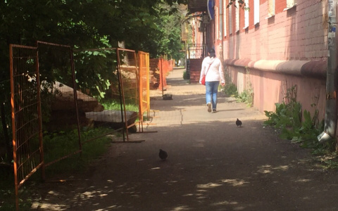 Комнатные мухи губят человека: заявление Роспотребнадзора