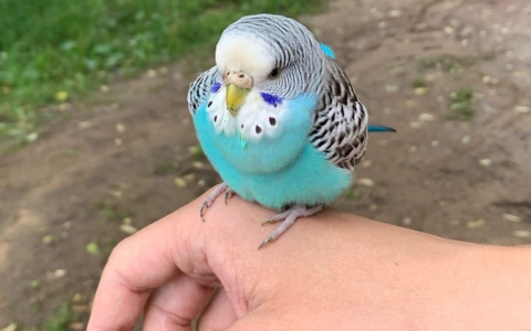 Летел сквозь шторм и грозы: ярославна слезно молит найти ее попугая