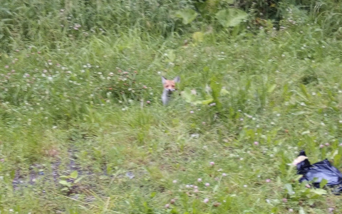«Распотрошила вещи и побежала на меня»: ярославец о встрече с лисой около больницы