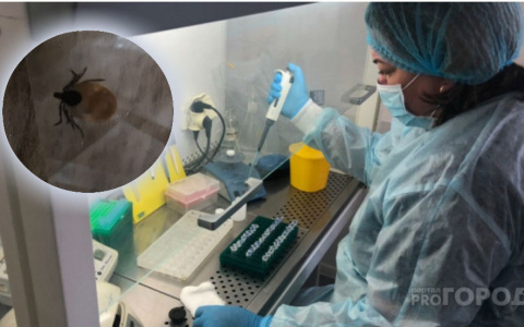 Назвали самый энцефалитный район Ярославля: Роспотребнадзор об укусах клещей