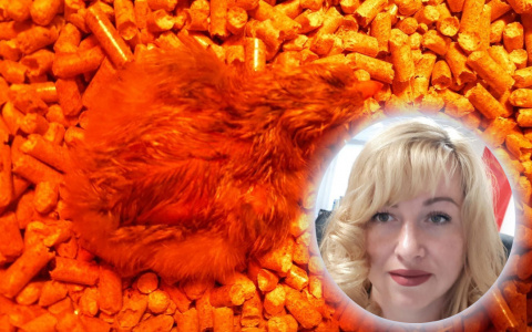 Депутат из Ярославля вывела цыплят в инкубаторе