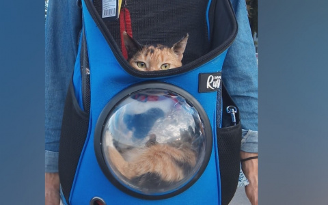 "Котейке не до веселья": ярославцы осудили хозяина со странной переноской