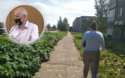 Ноу-хау от мэрии Ярославля: нашли способ легко уничтожить борщевик