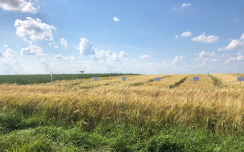 Аграрии Ярославской области в онлайн-формате обсудили выращивание пивоваренного ячменя в Нечерноземье