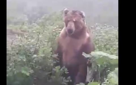 Громила выскочил из-за кустов: ярославцы обсуждают в сети видео с медведем