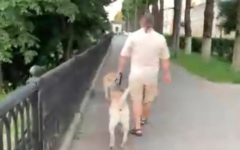 «Пришлось угрожать электрошокером» : ярославцев предупредили об опасном собаководе