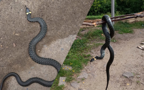 “Эту противную мерзость надо замочить”: где в Ярославле водятся жуткие змеи