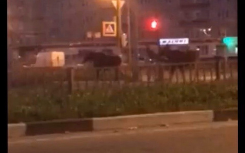 Лоси бегают по Московскому проспекту: видео